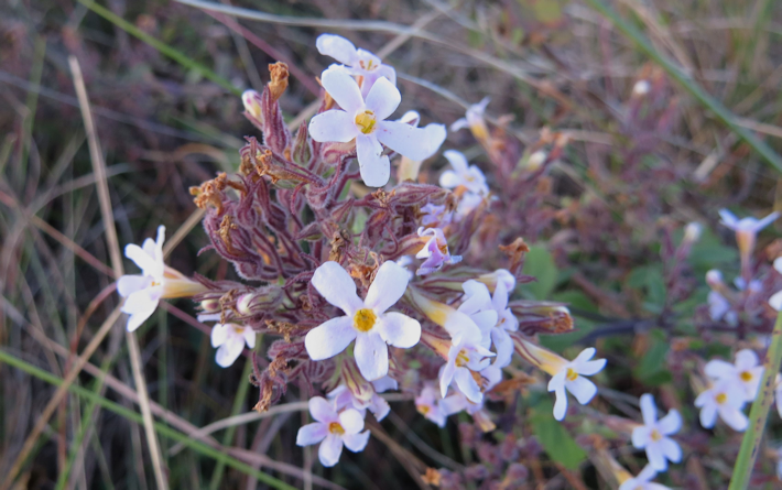 Sutera floribunda